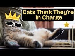 What Makes Cats Act So Bossy? It's NOT What You Think!