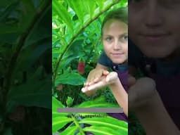 Nature Exotic Fruit for Hair Growth 🍎🍊 #shorts #nature #fruit
