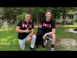 Live Cane Corso Puppy Training!