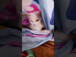 Cat playing with clothes #cat #shorts #trending