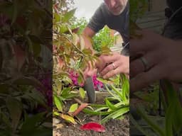 How To Propagate Star Jasmine, Trachelospermum #howto #plants #flowers #gardening #shortvideo #reels