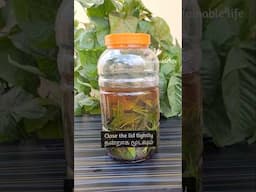 Neem Multiple purpose cleaner for Home! #neemleaves #shorts #bioenzyme