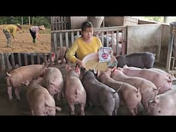 Secret to raising piglets to grow quickly 20kg/1 month. Growing corn as pig feed. ( Ep 343 )