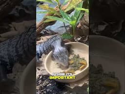 How Difficult Are Blue Tongue Skinks To Feed?