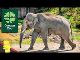 Full Tour of the OREGON ZOO!