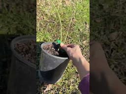 The struggle is real!! 🤨 #gardening  #plantingseason
