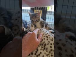 Fierce kittens making friends 🥰. #kitten #petadoption