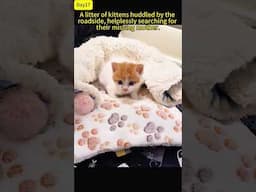 While walking the dog, I found a litter of kittens huddled by the road, searching for their lost mom