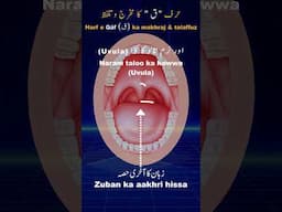 How to pronounce letter Qaaf ( ق ) | Makhraj of Qaf letter | #quran #tajweed | Quran for beginners