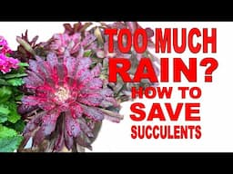 How To Rescue Overwatered Succulents Before It’s Too Late #succulents @ChopstickandSucculents