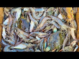 Shrimping With a 16 Foot Trawl Net- Lots of Shrimp & Crabs (Catch and Cook)