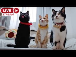 2025ｰ06−15 保護猫たちの「ほっこり猫ライブ」ハッチ＆マック＋黒猫めめ＋がんサバイバーママ Cat live Stream in Japan -Cat Life TV