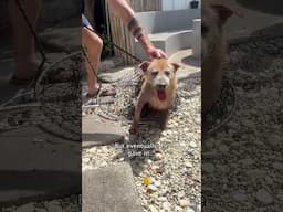 We’ll fix you, Anthony ❤️ #streetdogs #dogrescue