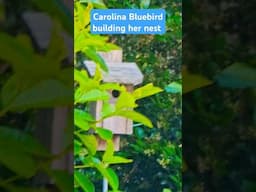 Carolina Bluebird building her nest - May 2025