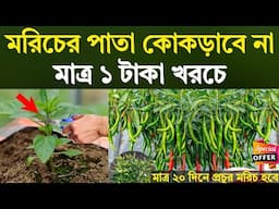 মাত্র ১ টাকা খরচেই - মরিচের পাতা কোকড়ানো দূর হবে - মাত্র ২০ দিনে প্রচুর মরিচ ধরবে -মরিচ চাষ পদ্ধতি