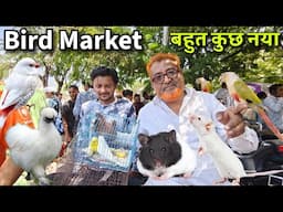 Ahmedabad Sunday Bird Market 2025 | Silky Chicken, Hamster, Guinea pig, White mouse, Show Budgies