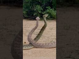 It's a danceoff ... rattlesnake style
