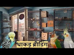 Pet Guruji Setup Breeding Progress | Show Budgies, Cockatiel and Small Conure Blue Mutation Progress