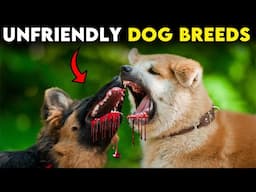 10 Dog Breeds That Don’t Like Other Dogs