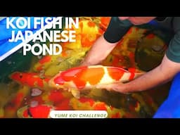 Koi Fish put into a Japanese’s Pond. Yume Koi Japan!