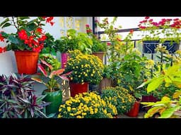 Simple and Easy to Make: Here's How to Make a Colorful Balcony Garden