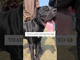 Thailand imported Dog 🐕🔥