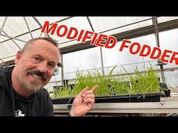 Growing rotating feed for your chicken coup!