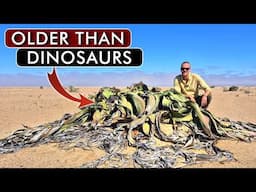 The Side of Namibia You Didn't Know Existed (4 Incredible Things)