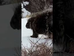 Porcupine