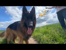This Is Why You Don't Fly Kites Around German Shepherds