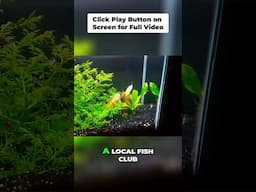 Easy Aquarium Plants: Water Wisteria & Sword Care Tips
