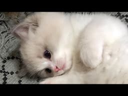 😂 Funniest Cats Videos 😺🐶 || 🥰😹 Hilarious Animal Compilation №690