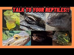 SHOULD YOU TALK AND SPEND TIME WITH YOUR REPTILE?