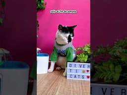 Es humor, amooo mi trabajo y aunque modestamente vivimos, agradezco a Dios por el😻❤️ #gatos