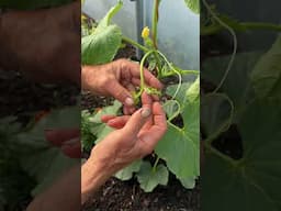How to train melon plants vertically
