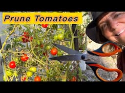 How to Prune Tomato Plants for Maximum Yield of Tomatoes & Self Fertilizing for Healthy Plant Growth