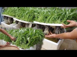hydroponic water spinach growing tips - never forget to water