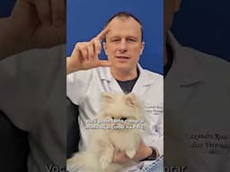 Saiba como evitar a intoxicação por plantas nos pets - Alexandre Rossi Dr Pet #shorts
