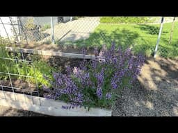 We got New Chicks! June Garden Update and State Of The Cottage
