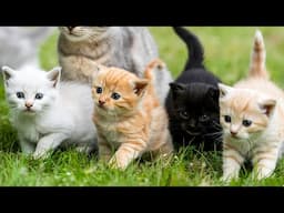 Colorful Kittens Chase Mice in the Garden - Cute Cat Video