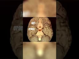 Brain Discovery: Unveiling Egyptian Secrets in the Pons!