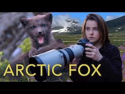 I discover the secret life of an Arctic Fox family in Hornstrandir, Iceland