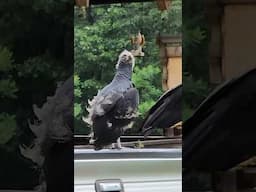Learning To Fly