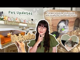 Clicker training Chinchillas & Making name signs | Pet update VLOG