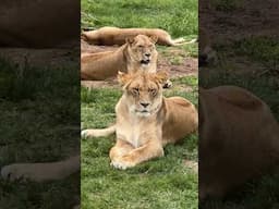 Rescue News & Sanctuary Stroll || The Wildcat Sanctuary