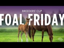 Foal Friday: Zee Drop and Up to the Mark's Colt
