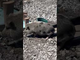 Piggy scratch