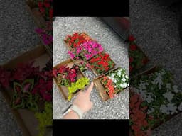 4 prettiest & cheapest shade flowers/plants!🌺     #flowers #gardening #country #flowergarden