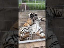 WAIT FOR IT  Volume Up!! Moans, Groans, & Yawns! Listen to Montana Tiger telling staff he is waiting