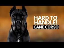 8 Reasons Most People Can’t Handle a Cane Corso Dog